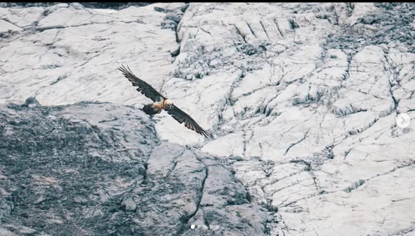 Mii de urme de dinozaur de acum 210 milioane de ani au fost descoperite în Parcul Național Stelvio, în Italia 1031499