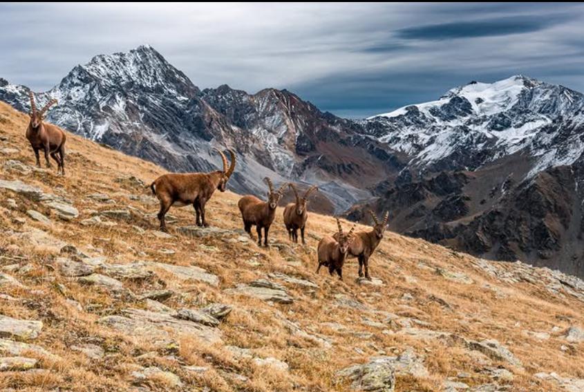 Mii de urme de dinozaur de acum 210 milioane de ani au fost descoperite în Parcul Național Stelvio, în Italia 1031501