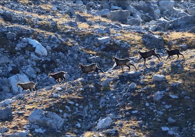 Mii de urme de dinozaur de acum 210 milioane de ani au fost descoperite în Parcul Național Stelvio, în Italia 1031502