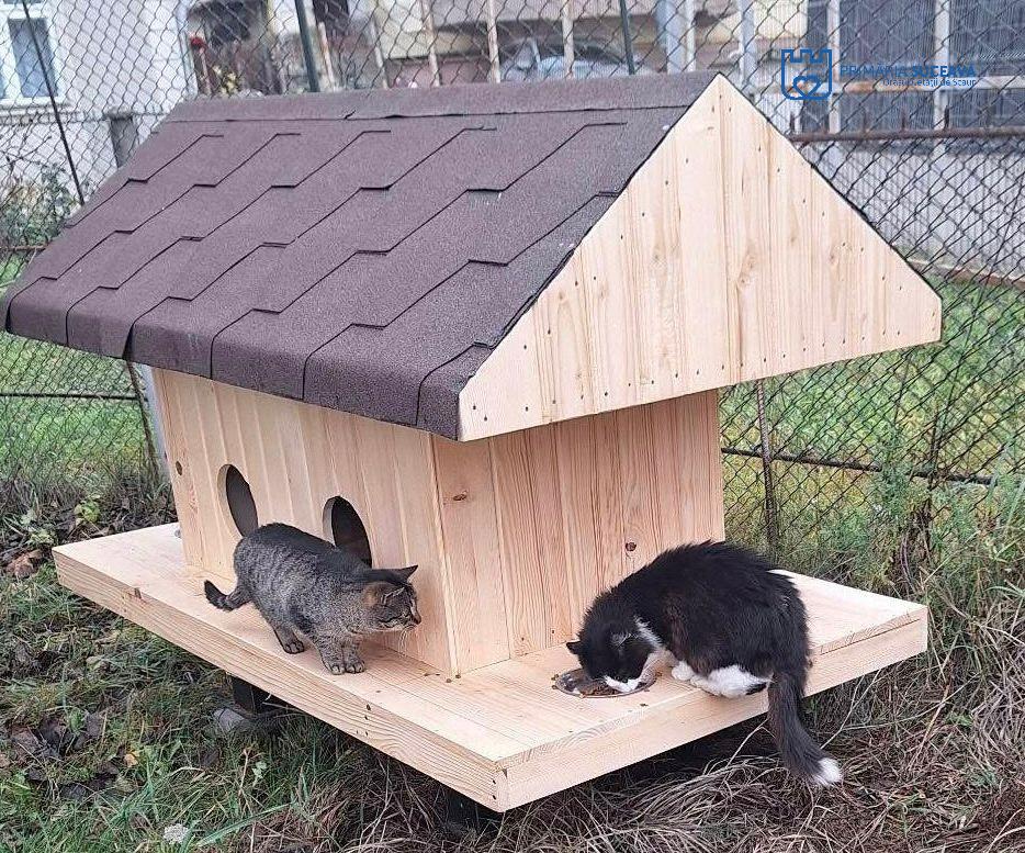 În Suceava, primăria a făcut căsuțe pentru pisicile fără adăpost, iar oamenii au pus pături și hrană: „Primele pisici s-au cazat deja” 1032112