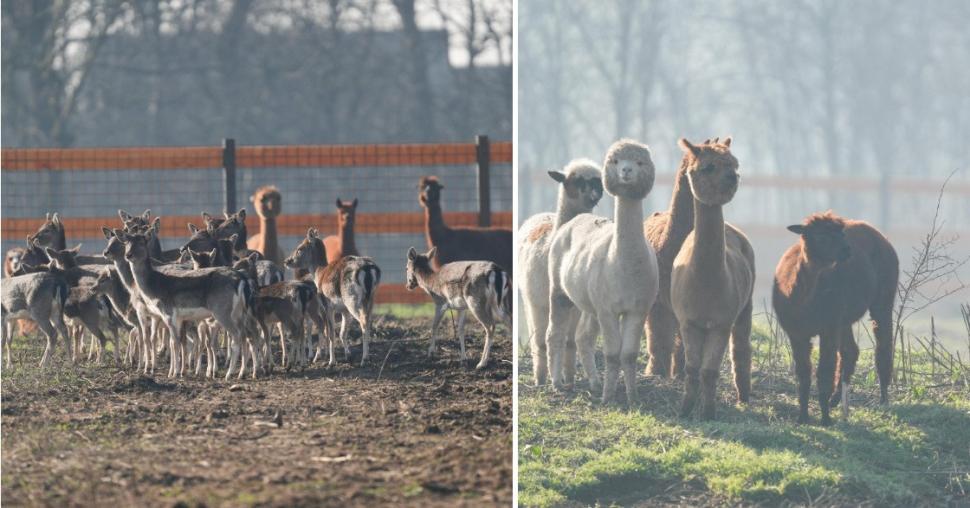 În Parcul Romanescu din Craiova a fost inaugurată Valea Ciutelor, zonă dedicată căprioarelor și alpaca. Vizitatorii pot hrăni animalele 1032837
