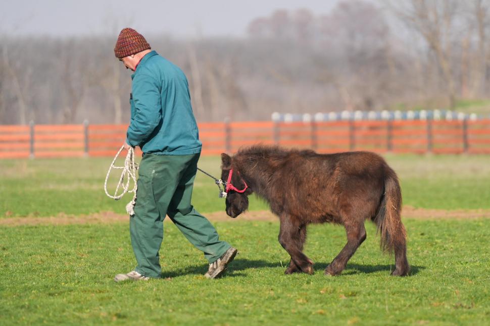 În Parcul Romanescu din Craiova a fost inaugurată Valea Ciutelor, zonă dedicată căprioarelor și alpaca. Vizitatorii pot hrăni animalele 1032839
