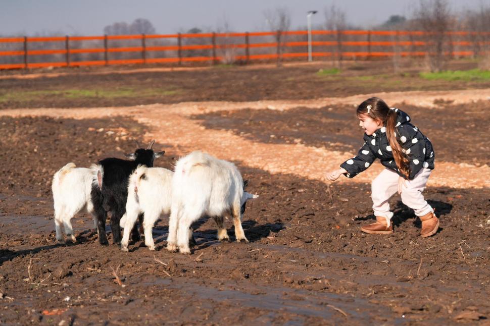 În Parcul Romanescu din Craiova a fost inaugurată Valea Ciutelor, zonă dedicată căprioarelor și alpaca. Vizitatorii pot hrăni animalele 1032842