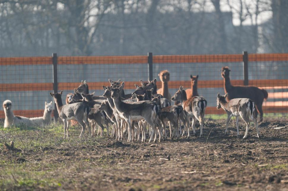 În Parcul Romanescu din Craiova a fost inaugurată Valea Ciutelor, zonă dedicată căprioarelor și alpaca. Vizitatorii pot hrăni animalele 1032843