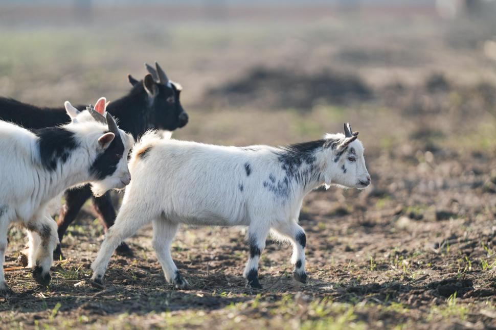În Parcul Romanescu din Craiova a fost inaugurată Valea Ciutelor, zonă dedicată căprioarelor și alpaca. Vizitatorii pot hrăni animalele 1032845