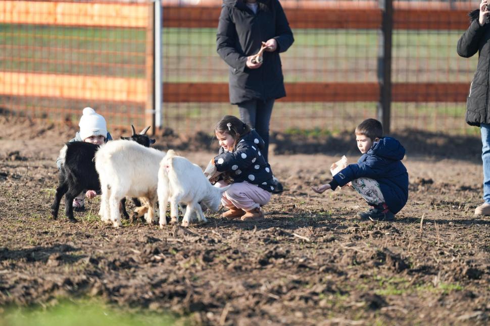 În Parcul Romanescu din Craiova a fost inaugurată Valea Ciutelor, zonă dedicată căprioarelor și alpaca. Vizitatorii pot hrăni animalele 1032846