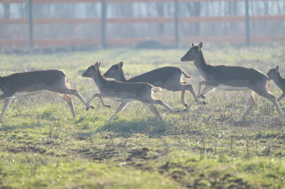 În Parcul Romanescu din Craiova a fost inaugurată Valea Ciutelor, zonă dedicată căprioarelor și alpaca. Vizitatorii pot hrăni animalele 1032847