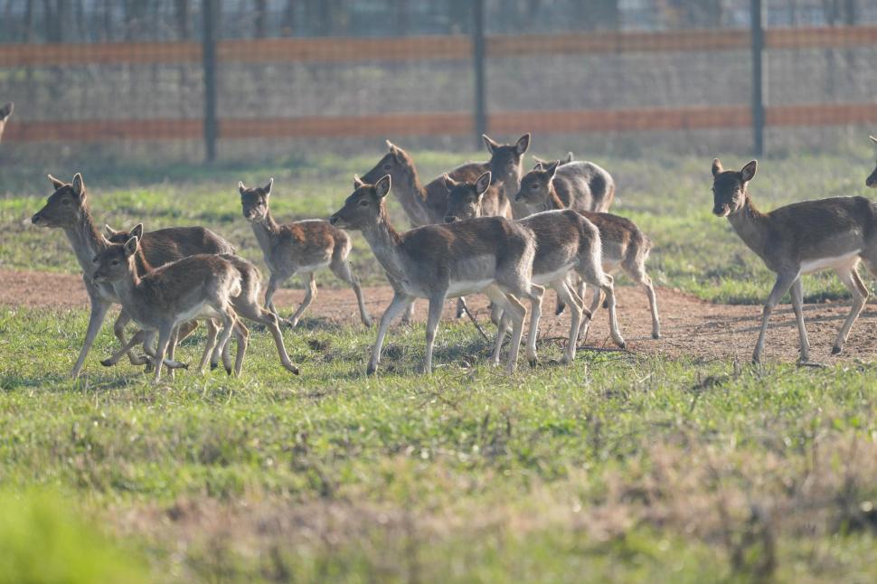 În Parcul Romanescu din Craiova a fost inaugurată Valea Ciutelor, zonă dedicată căprioarelor și alpaca. Vizitatorii pot hrăni animalele 1032848