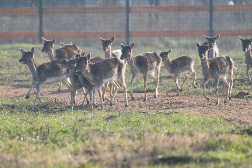 În Parcul Romanescu din Craiova a fost inaugurată Valea Ciutelor, zonă dedicată căprioarelor și alpaca. Vizitatorii pot hrăni animalele 1032849