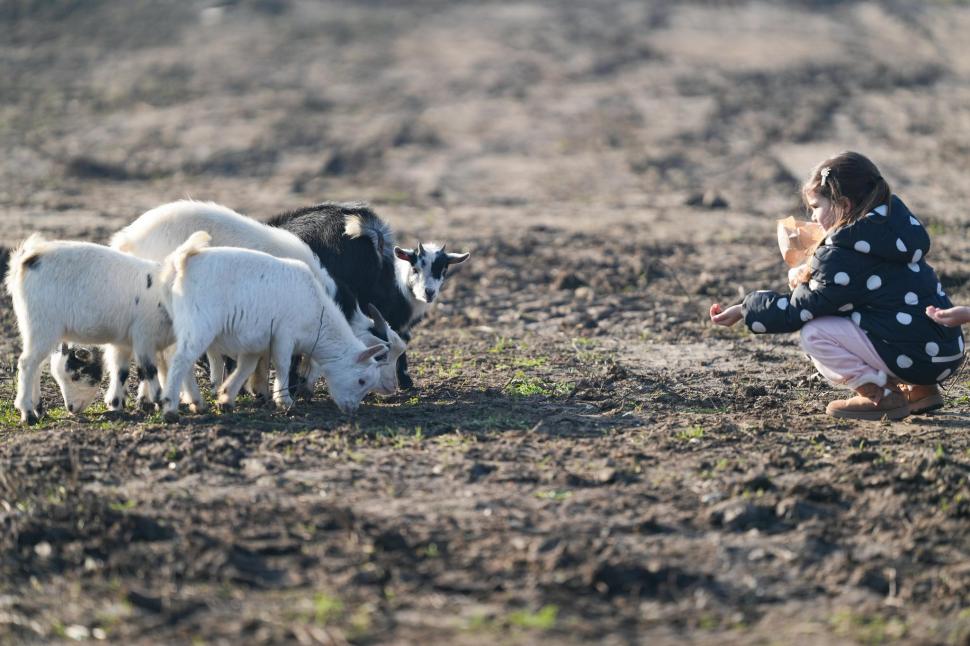 În Parcul Romanescu din Craiova a fost inaugurată Valea Ciutelor, zonă dedicată căprioarelor și alpaca. Vizitatorii pot hrăni animalele 1032850