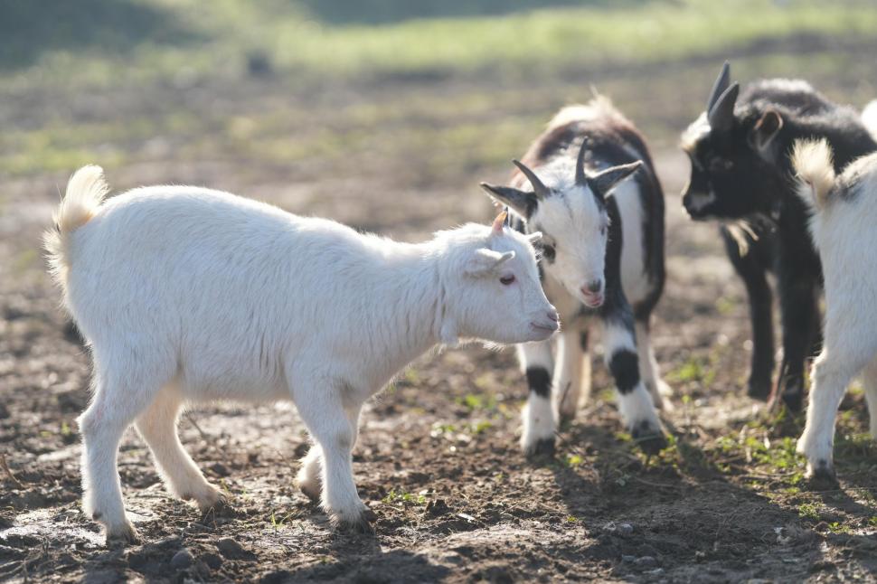 În Parcul Romanescu din Craiova a fost inaugurată Valea Ciutelor, zonă dedicată căprioarelor și alpaca. Vizitatorii pot hrăni animalele 1032851