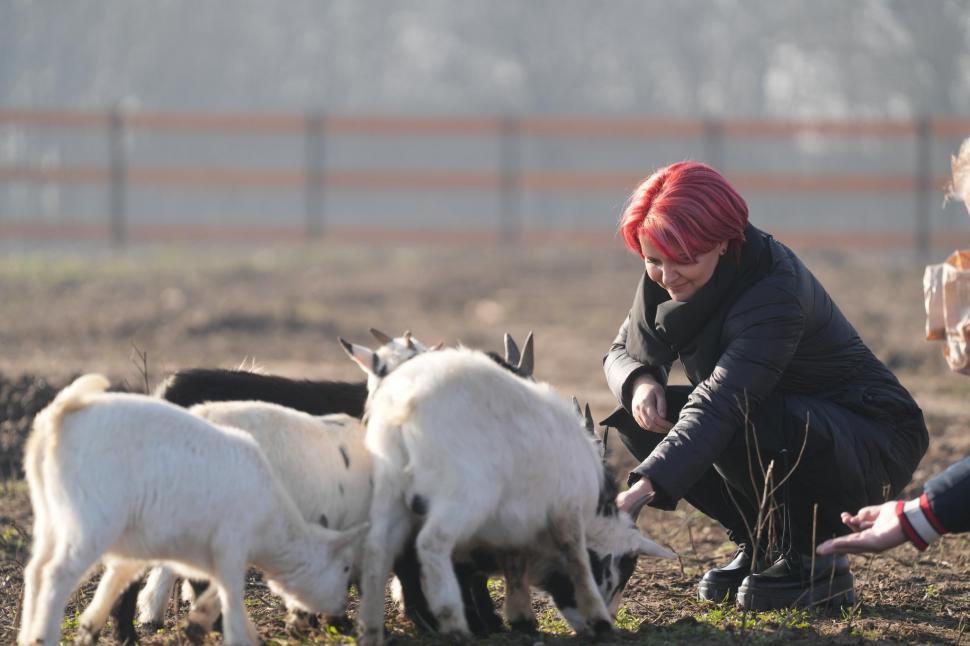În Parcul Romanescu din Craiova a fost inaugurată Valea Ciutelor, zonă dedicată căprioarelor și alpaca. Vizitatorii pot hrăni animalele 1032852