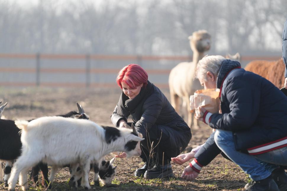 În Parcul Romanescu din Craiova a fost inaugurată Valea Ciutelor, zonă dedicată căprioarelor și alpaca. Vizitatorii pot hrăni animalele 1032853