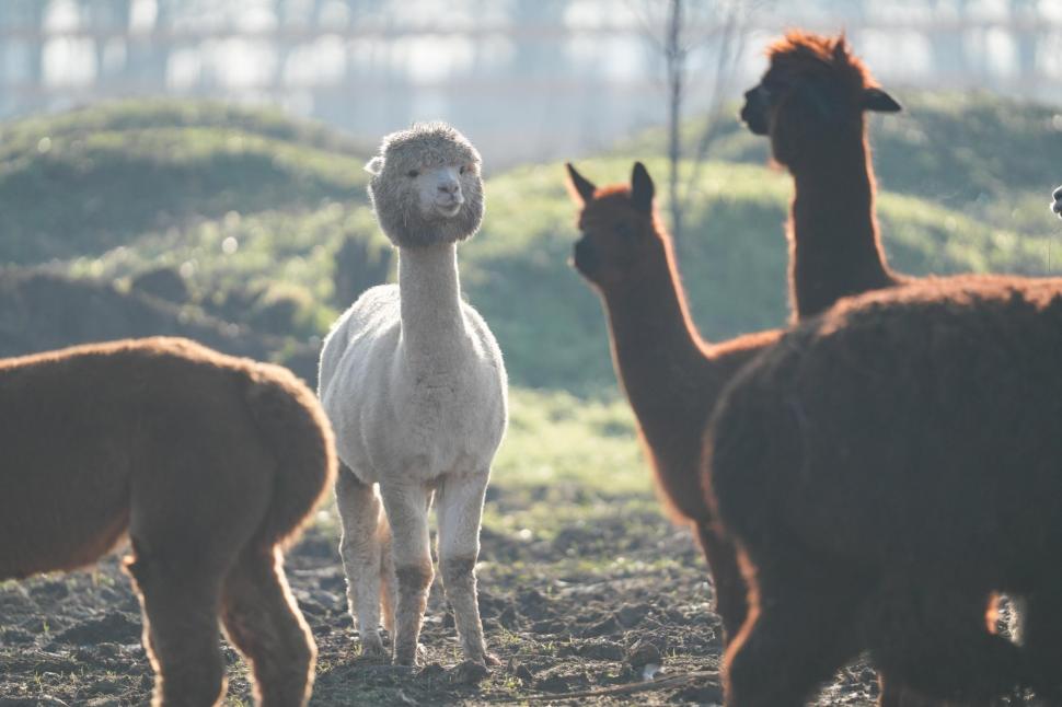 În Parcul Romanescu din Craiova a fost inaugurată Valea Ciutelor, zonă dedicată căprioarelor și alpaca. Vizitatorii pot hrăni animalele 1032855