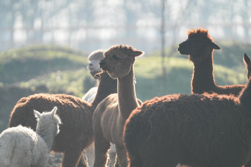 În Parcul Romanescu din Craiova a fost inaugurată Valea Ciutelor, zonă dedicată căprioarelor și alpaca. Vizitatorii pot hrăni animalele 1032856