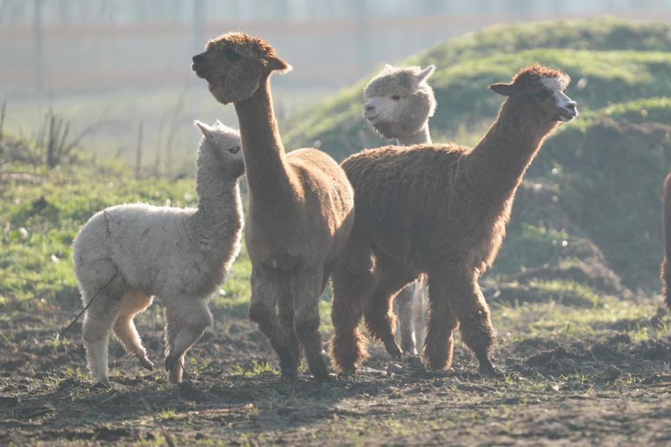 În Parcul Romanescu din Craiova a fost inaugurată Valea Ciutelor, zonă dedicată căprioarelor și alpaca. Vizitatorii pot hrăni animalele 1032857