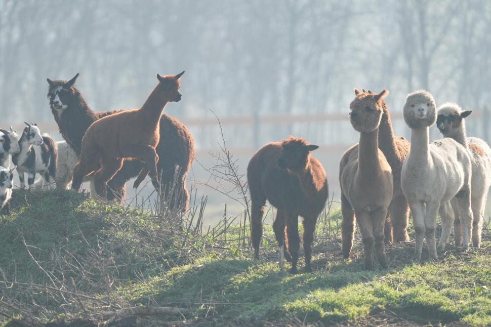 În Parcul Romanescu din Craiova a fost inaugurată Valea Ciutelor, zonă dedicată căprioarelor și alpaca. Vizitatorii pot hrăni animalele 1032858