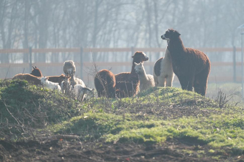 În Parcul Romanescu din Craiova a fost inaugurată Valea Ciutelor, zonă dedicată căprioarelor și alpaca. Vizitatorii pot hrăni animalele 1032859