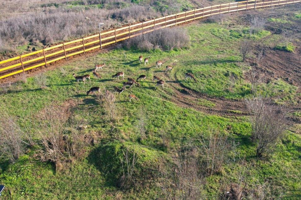 În Parcul Romanescu din Craiova a fost inaugurată Valea Ciutelor, zonă dedicată căprioarelor și alpaca. Vizitatorii pot hrăni animalele 1032860