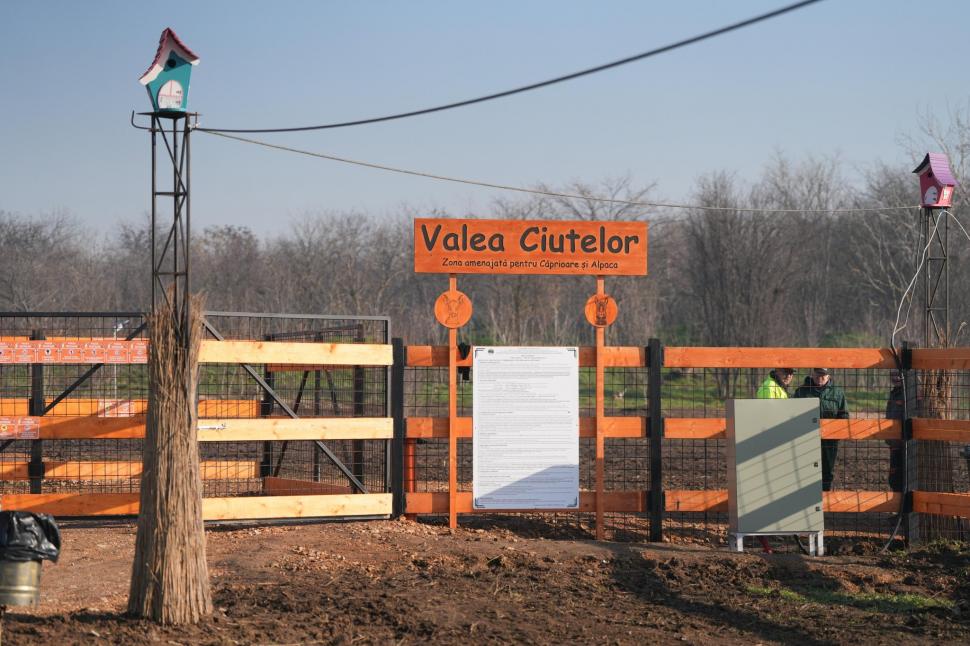 În Parcul Romanescu din Craiova a fost inaugurată Valea Ciutelor, zonă dedicată căprioarelor și alpaca. Vizitatorii pot hrăni animalele 1032861