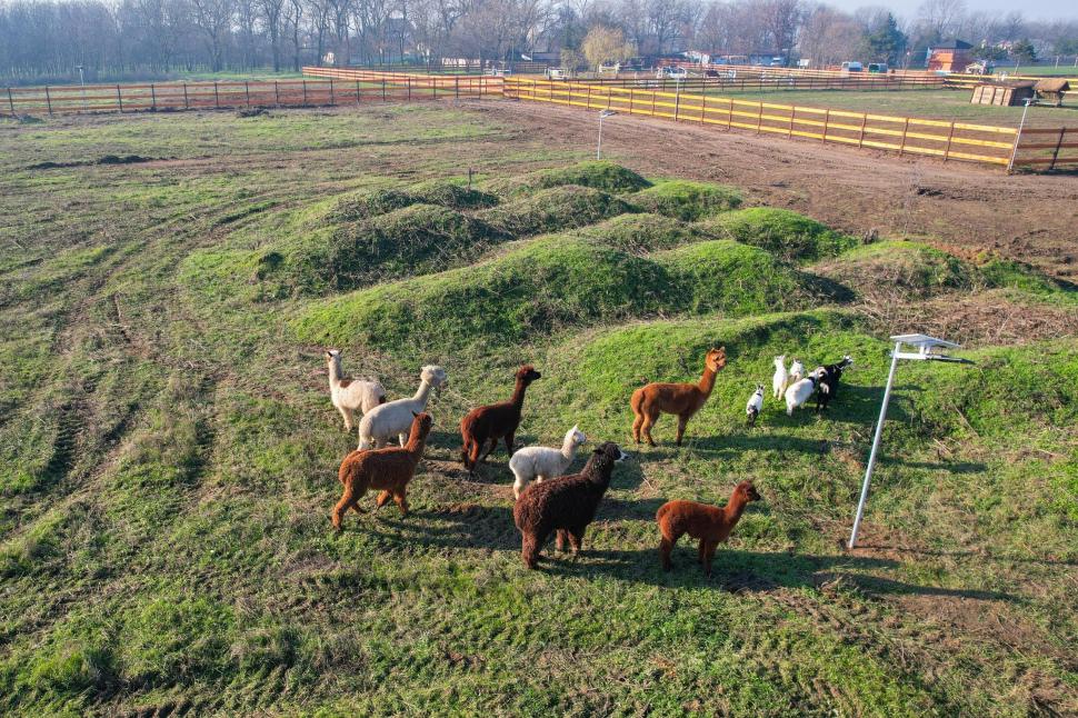 În Parcul Romanescu din Craiova a fost inaugurată Valea Ciutelor, zonă dedicată căprioarelor și alpaca. Vizitatorii pot hrăni animalele 1032862