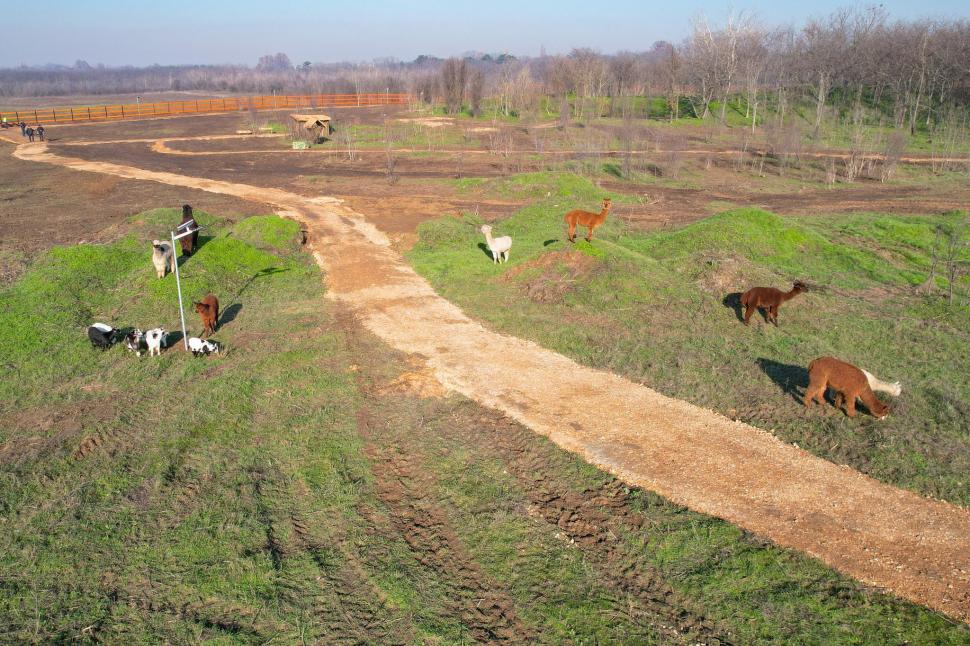În Parcul Romanescu din Craiova a fost inaugurată Valea Ciutelor, zonă dedicată căprioarelor și alpaca. Vizitatorii pot hrăni animalele 1032863