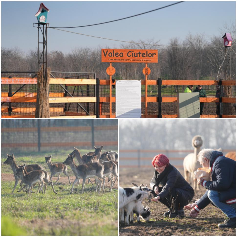 În Parcul Romanescu din Craiova a fost inaugurată Valea Ciutelor, zonă dedicată căprioarelor și alpaca. Vizitatorii pot hrăni animalele 1032865