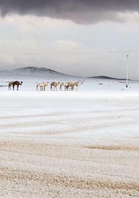 Peisaj de iarnă istoric în Arabia Saudită: a nins în deșert pentru prima dată în ultimii 30 de ani. Oamenii s-au dat cu sania 1033123
