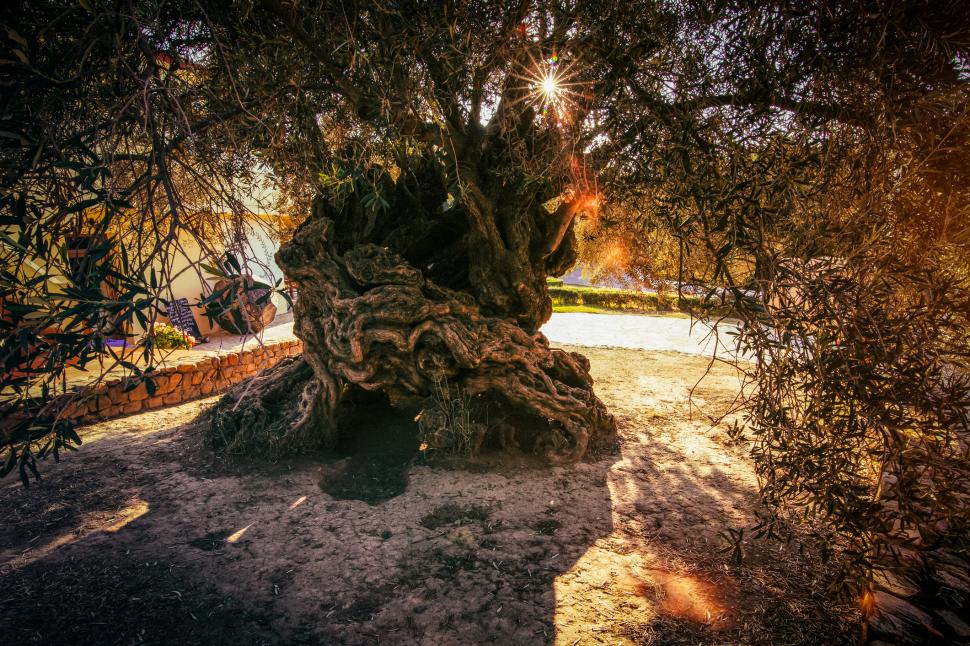 Într-un sat liniștit din Creta, un măslin cu o vechime cuprinsă între 2.000 și 4.000 de ani continuă să producă frunze noi și măsline  1034422