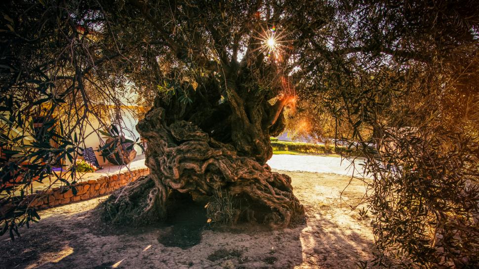 Într-un sat liniștit din Creta, un măslin cu o vechime cuprinsă între 2.000 și 4.000 de ani continuă să producă frunze noi și măsline  1034423