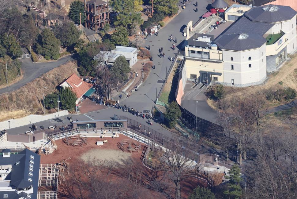 Panică la un zoo din Tokyo. Vizitatorii și-au căutat disperați adăposturi după ce un lup cenușiu a evadat din țarc 1034482