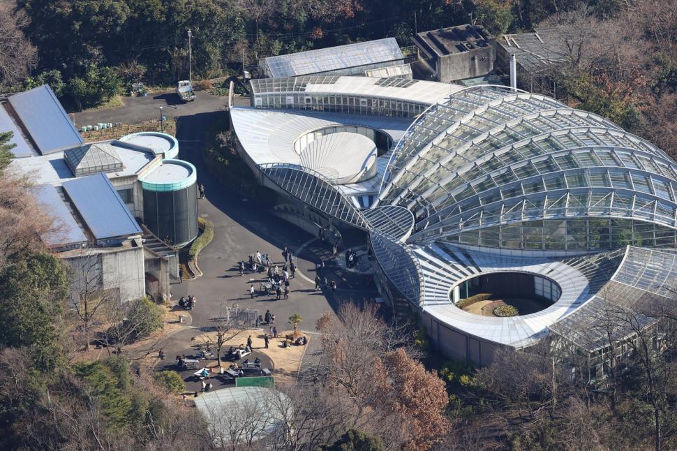 Panică la un zoo din Tokyo. Vizitatorii și-au căutat disperați adăposturi după ce un lup cenușiu a evadat din țarc 1034487