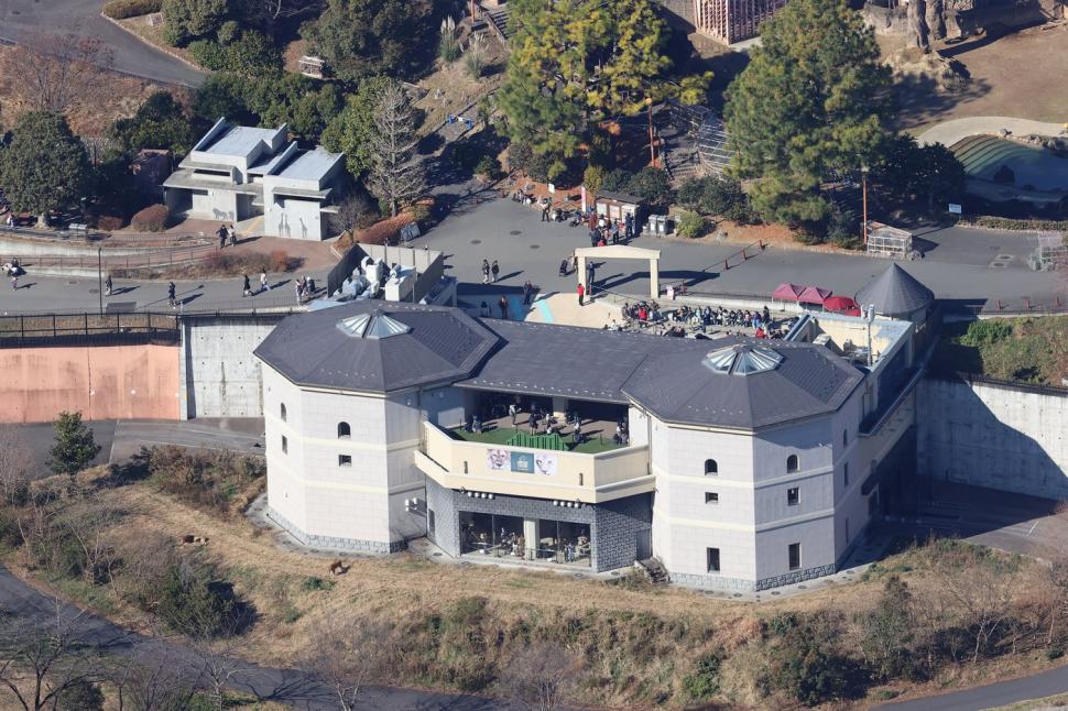 Panică la un zoo din Tokyo. Vizitatorii și-au căutat disperați adăposturi după ce un lup cenușiu a evadat din țarc 1034488