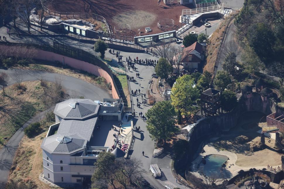 Panică la un zoo din Tokyo. Vizitatorii și-au căutat disperați adăposturi după ce un lup cenușiu a evadat din țarc 1034490