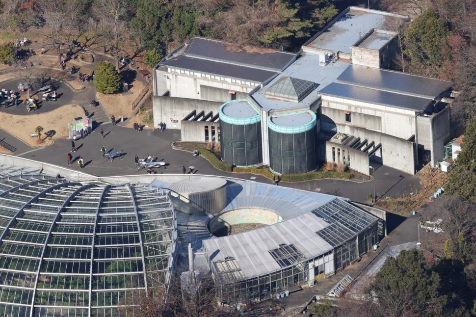 Panică la un zoo din Tokyo. Vizitatorii și-au căutat disperați adăposturi după ce un lup cenușiu a evadat din țarc 1034491