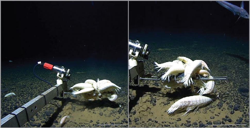 Surpriza din adâncurile oceanului: Alicella gigantea, „monstrul” despre care credeam că e rar este, de fapt, peste tot 1034479