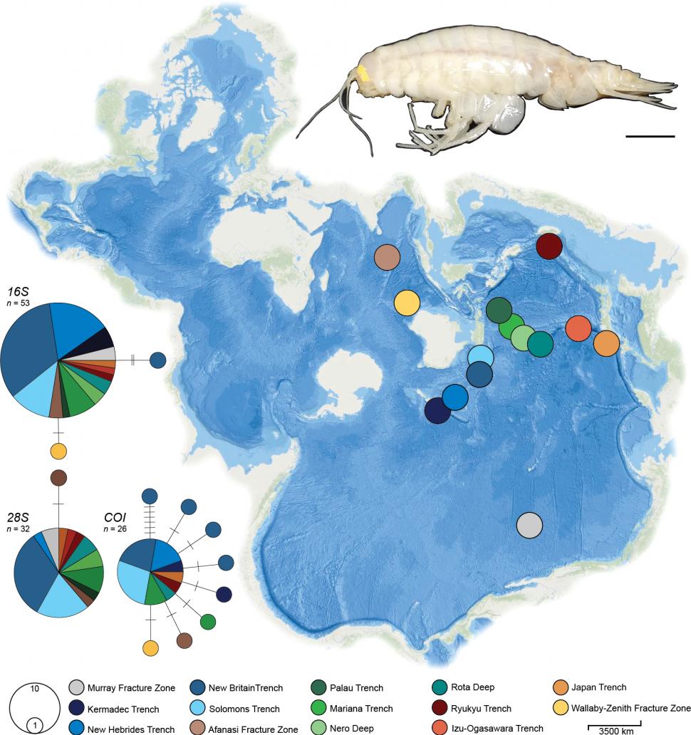 Surpriza din adâncurile oceanului: Alicella gigantea, „monstrul” despre care credeam că e rar este, de fapt, peste tot 1034480