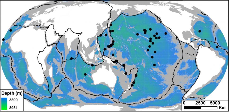 Surpriza din adâncurile oceanului: Alicella gigantea, „monstrul” despre care credeam că e rar este, de fapt, peste tot 1034481