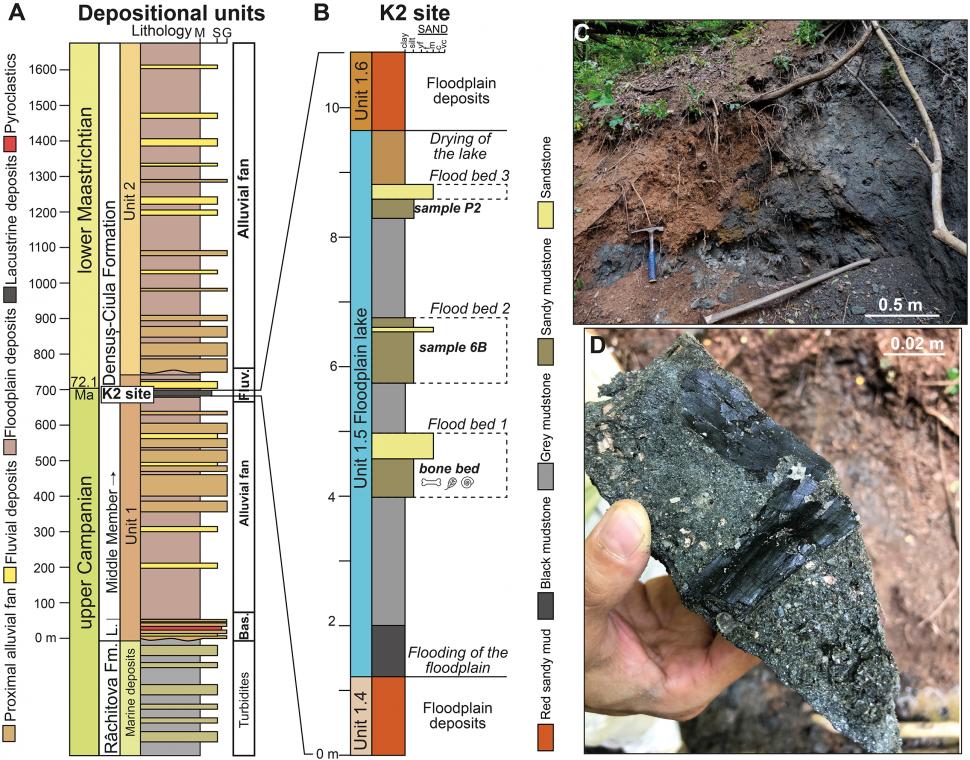 Descoperire paleontologică rară în România: Fosile de dinozauri suprapuse au fost găsite în Bazinul Hațeg din Transilvania 1034705