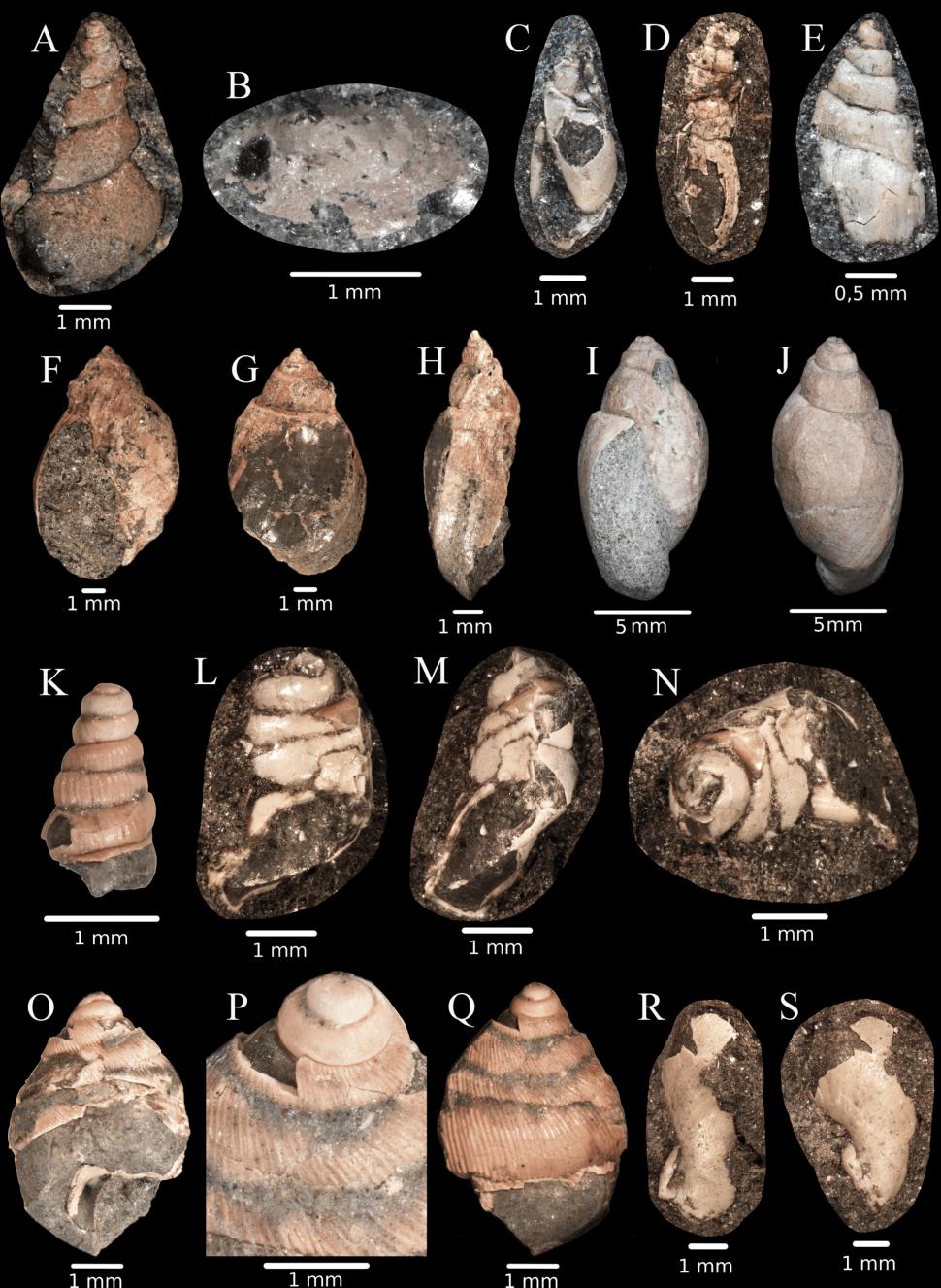 Descoperire paleontologică rară în România: Fosile de dinozauri suprapuse au fost găsite în Bazinul Hațeg din Transilvania 1034707