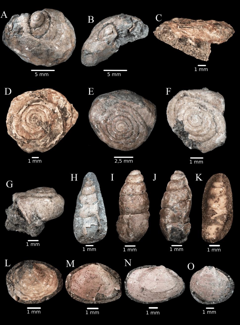 Descoperire paleontologică rară în România: Fosile de dinozauri suprapuse au fost găsite în Bazinul Hațeg din Transilvania 1034708