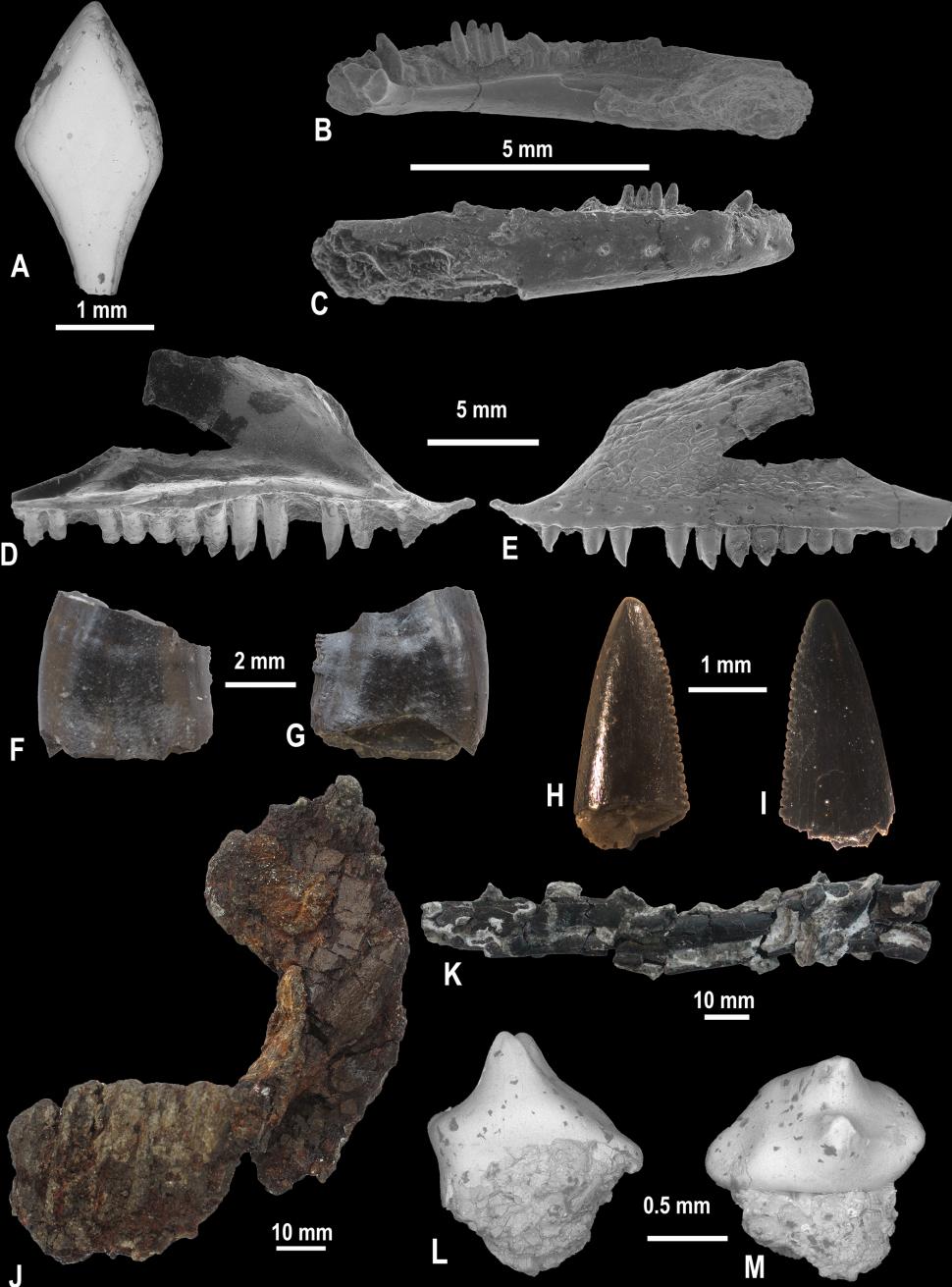 Descoperire paleontologică rară în România: Fosile de dinozauri suprapuse au fost găsite în Bazinul Hațeg din Transilvania 1034709