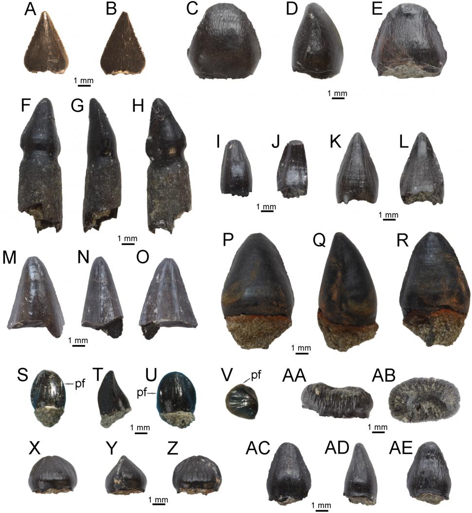Descoperire paleontologică rară în România: Fosile de dinozauri suprapuse au fost găsite în Bazinul Hațeg din Transilvania 1034710