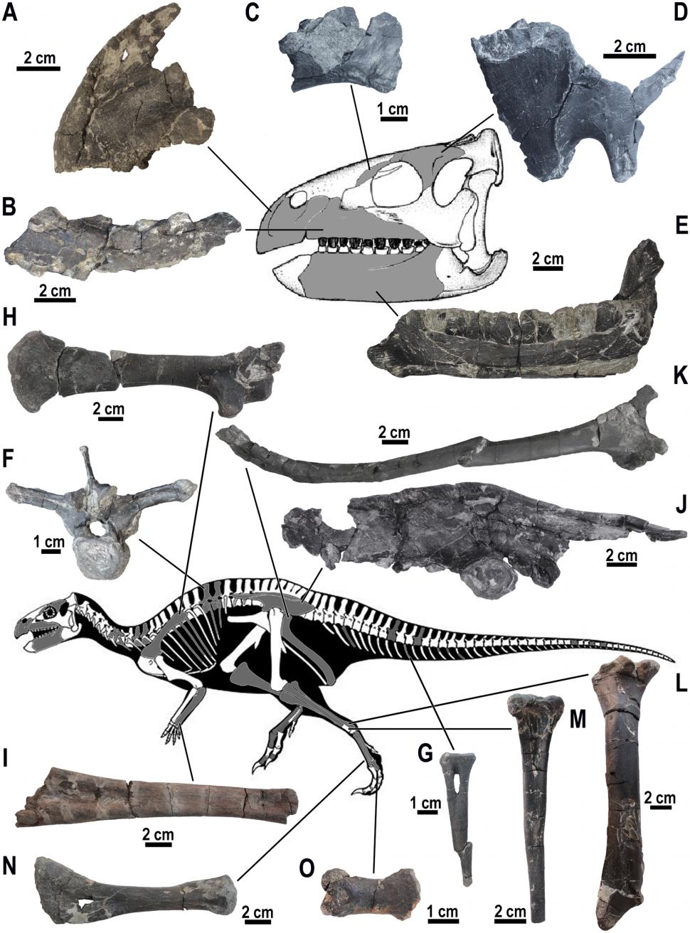 Descoperire paleontologică rară în România: Fosile de dinozauri suprapuse au fost găsite în Bazinul Hațeg din Transilvania 1034711