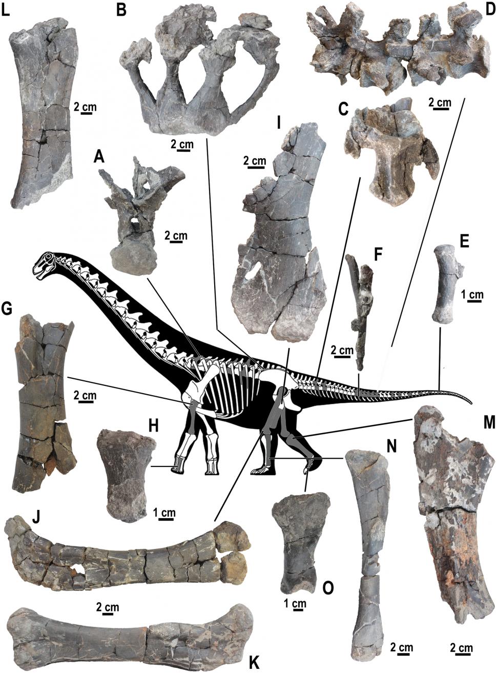 Descoperire paleontologică rară în România: Fosile de dinozauri suprapuse au fost găsite în Bazinul Hațeg din Transilvania 1034712