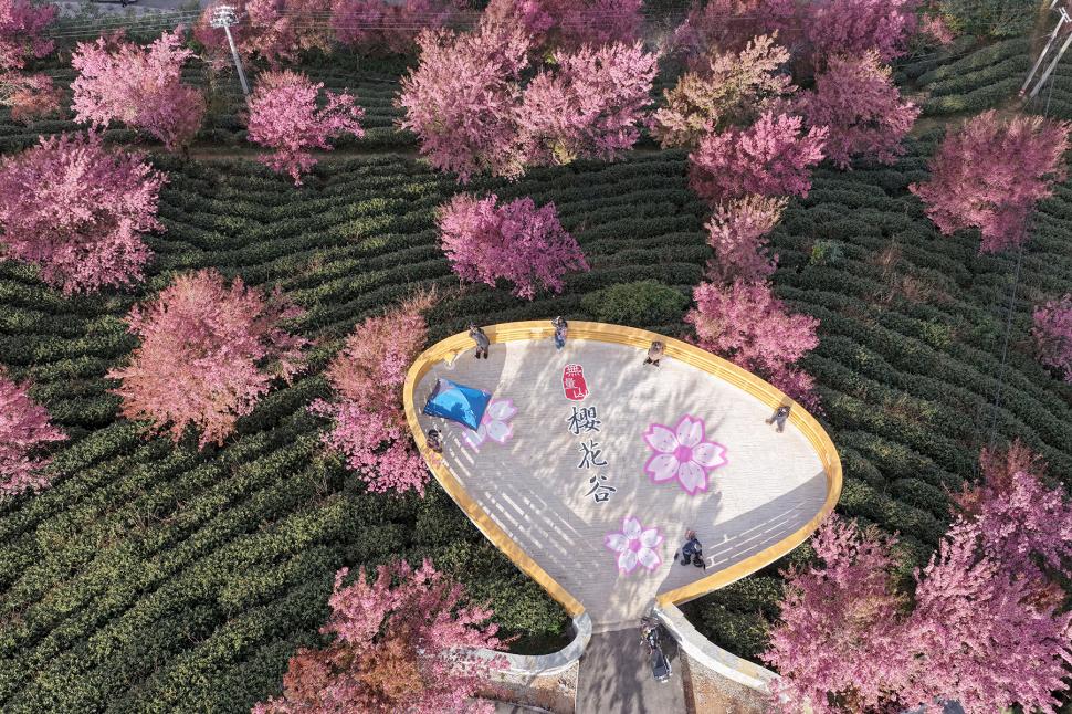 Cireși înfloriți iarna, în China. Imagini din dronă arată „primăvara de decembrie” pe Muntele Wuliang: Cum se explică fenomenul inedit 1034688