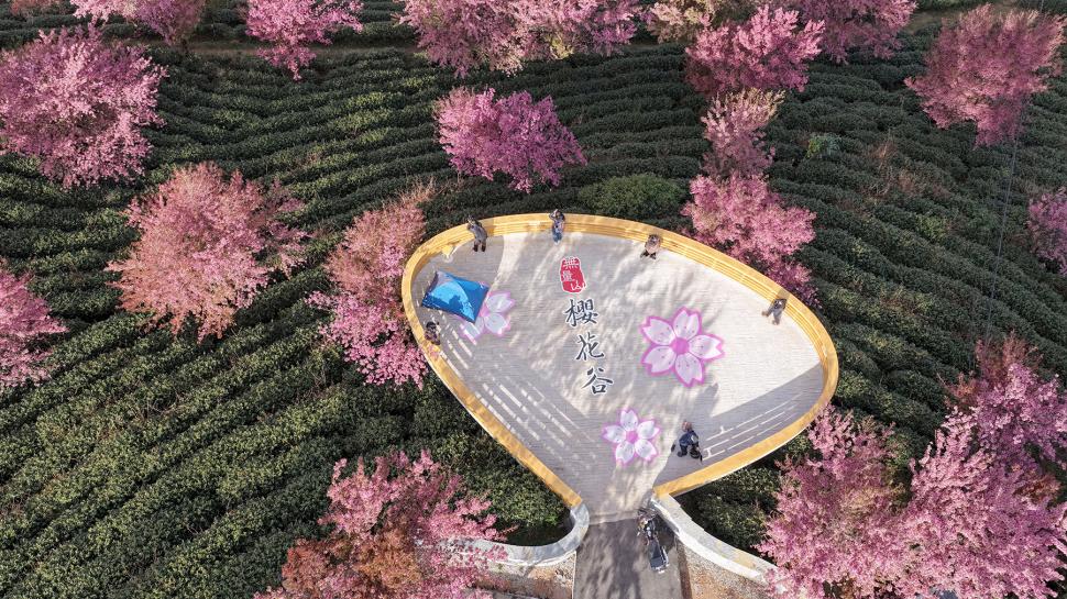 Cireși înfloriți iarna, în China. Imagini din dronă arată „primăvara de decembrie” pe Muntele Wuliang: Cum se explică fenomenul inedit 1034692