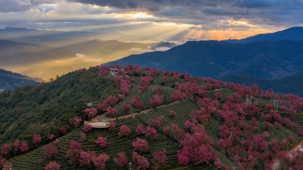Cireși înfloriți iarna, în China. Imagini din dronă arată „primăvara de decembrie” pe Muntele Wuliang: Cum se explică fenomenul inedit 1034693