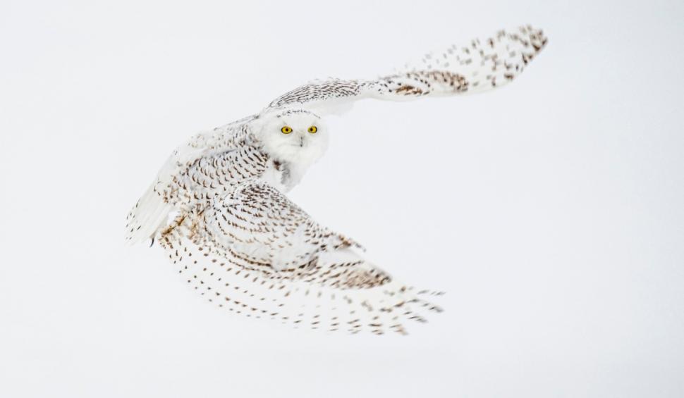 Suedia declară celebra bufnița polară dispărută la nivel regional, după ce niciun exemplar nu a mai fost văzut în ultimul deceniu 1034885