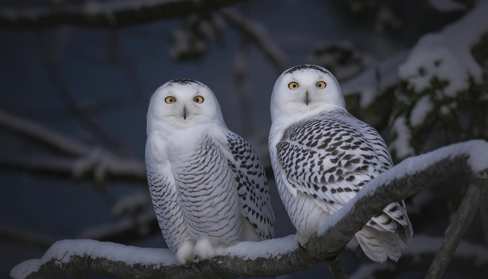 Suedia declară celebra bufnița polară dispărută la nivel regional, după ce niciun exemplar nu a mai fost văzut în ultimul deceniu 1034886